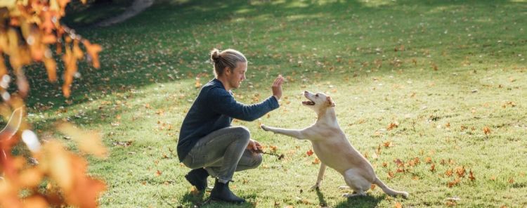 Hund wird gefüttert