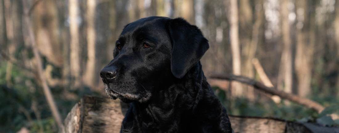 Trauriger Hund