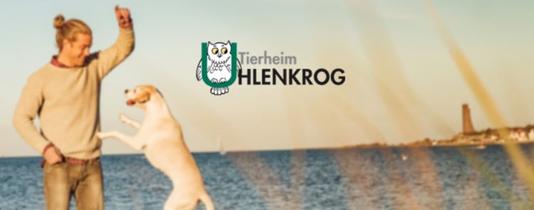 Hund springt am Strand
