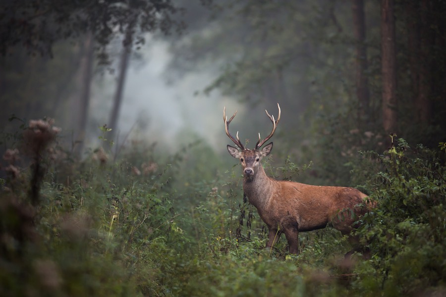 Hirsch/Reh im Wald