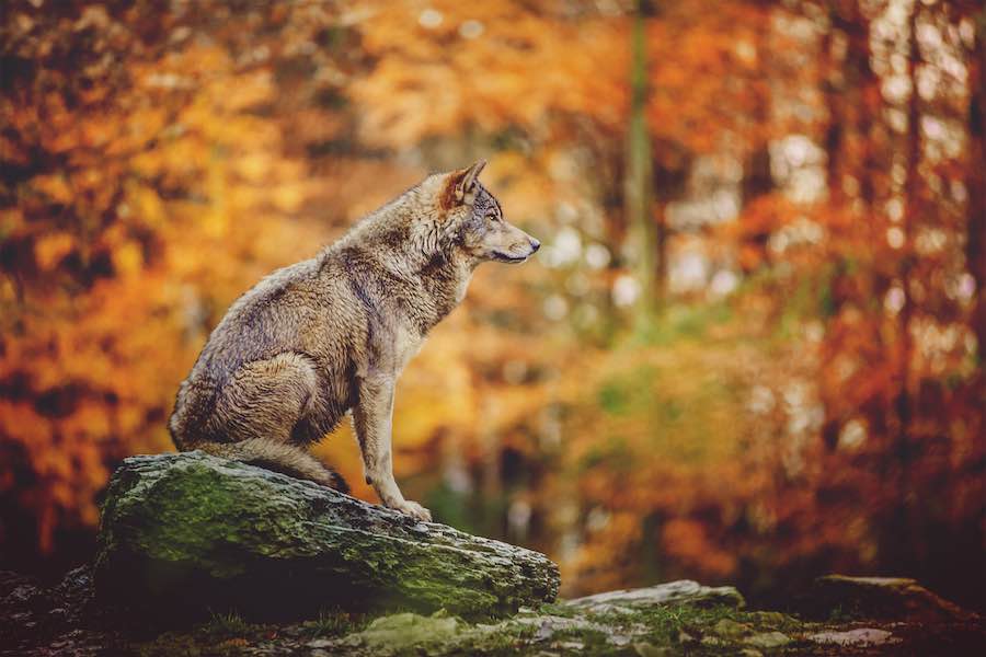 Wolf, der Vorfahre der Hunde, im Wald